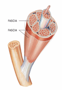 Fascia musculaire