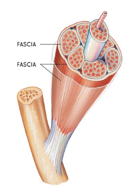 Fascia musculaire